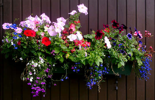 Euan Keith's flower box pollution solution