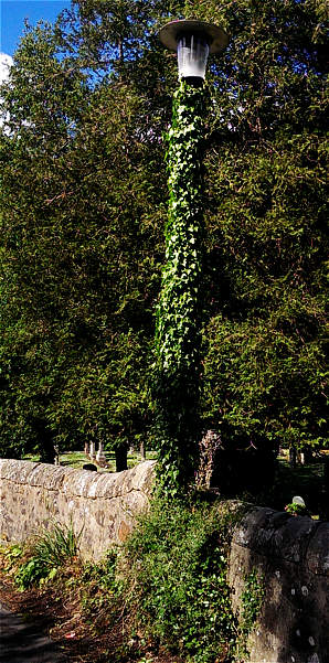 ivy grown green lamppost
